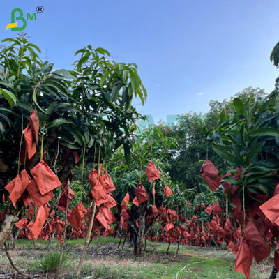 Papel rojo y negro para el cultivo de mangos, papel de protección de frutas resistente a la intemperie